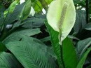 Spathiphyllum wallisii